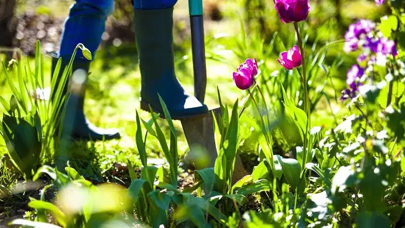 Comment créer un jardin écologique et respectueux de l'environnement